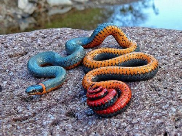rắn nhiều màu